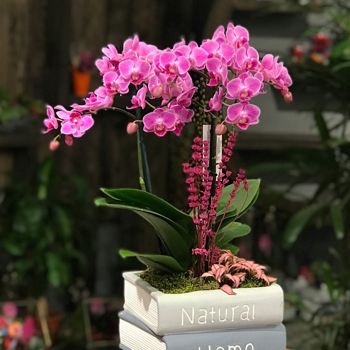 Kitapta Midi Orkide
