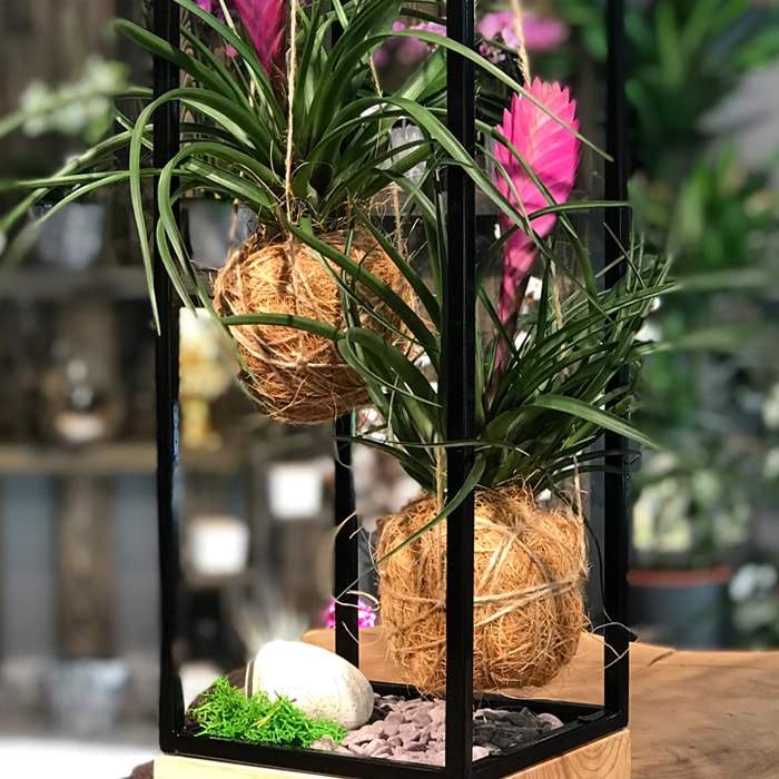 Kokedama Tilandisia