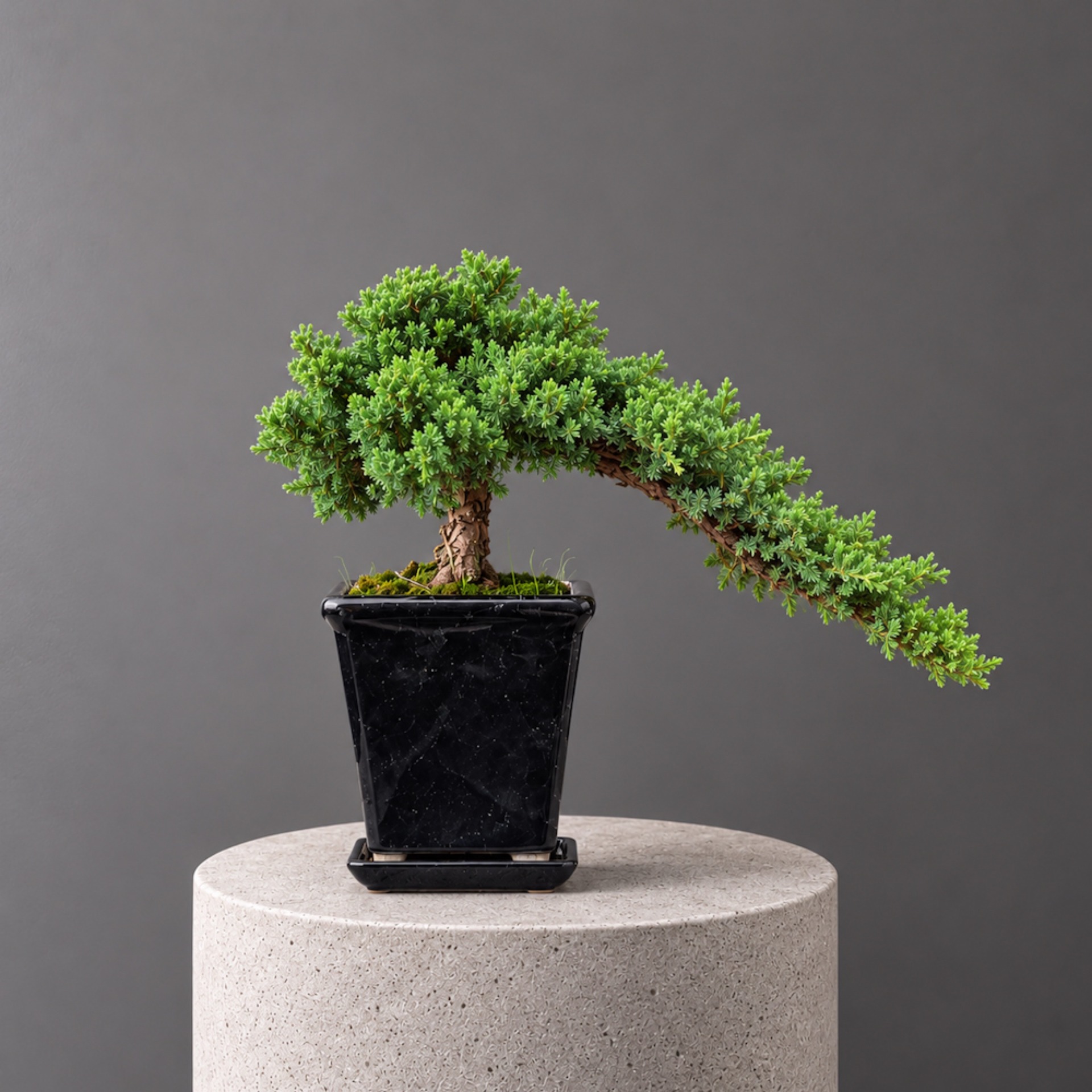 Ardıç Bonsai - Juniperus