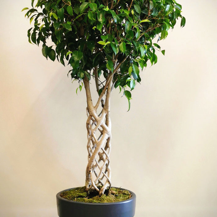 Kafes Örgü Ficus alt