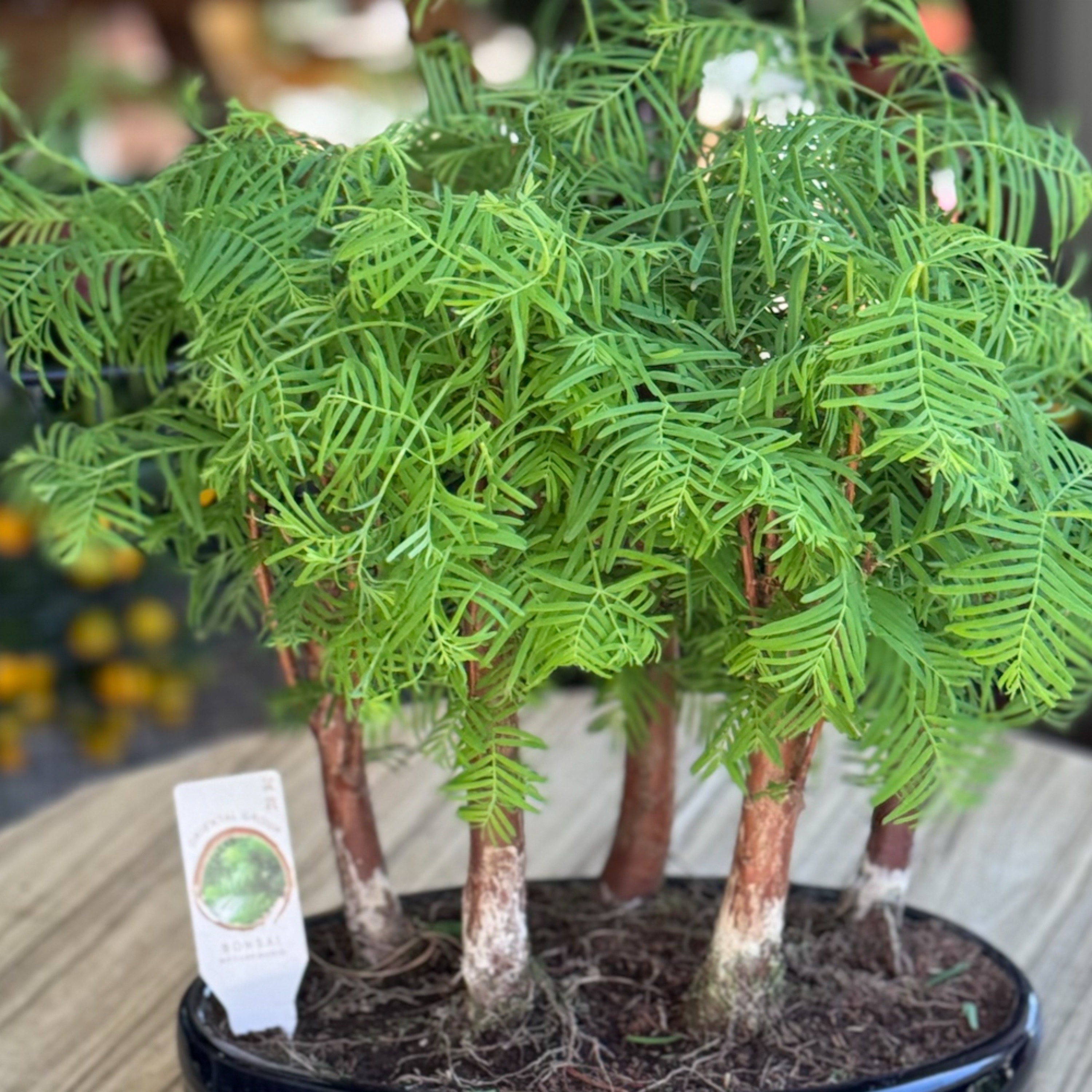 Larex Orman Bonsai