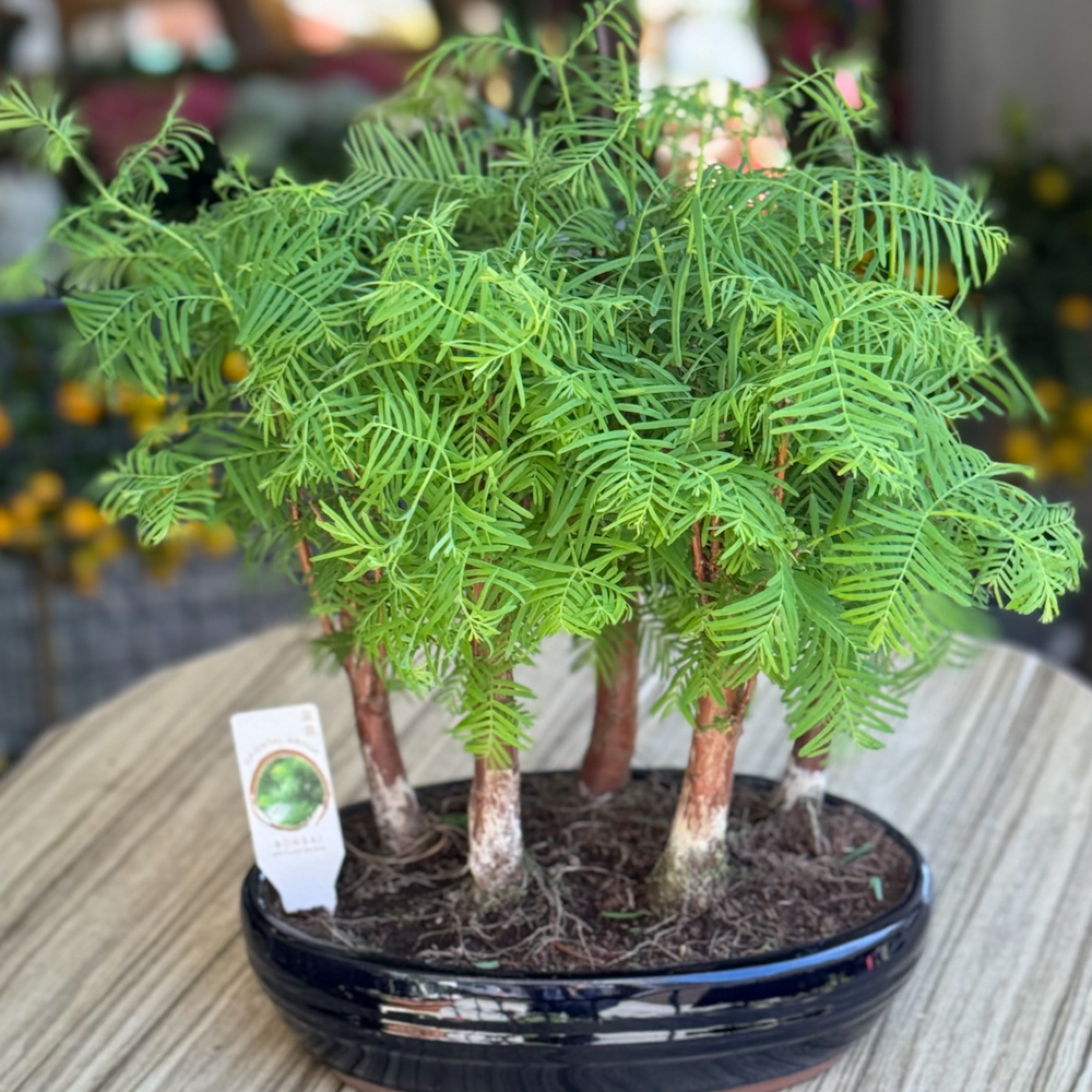 Larex Orman Bonsai