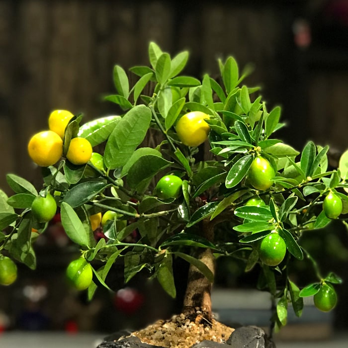 Limequat Bonsai