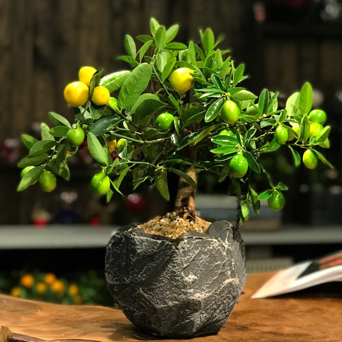 Limequat Bonsai