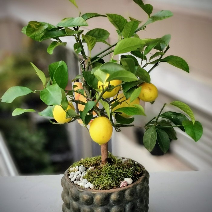 Limon Bonsai