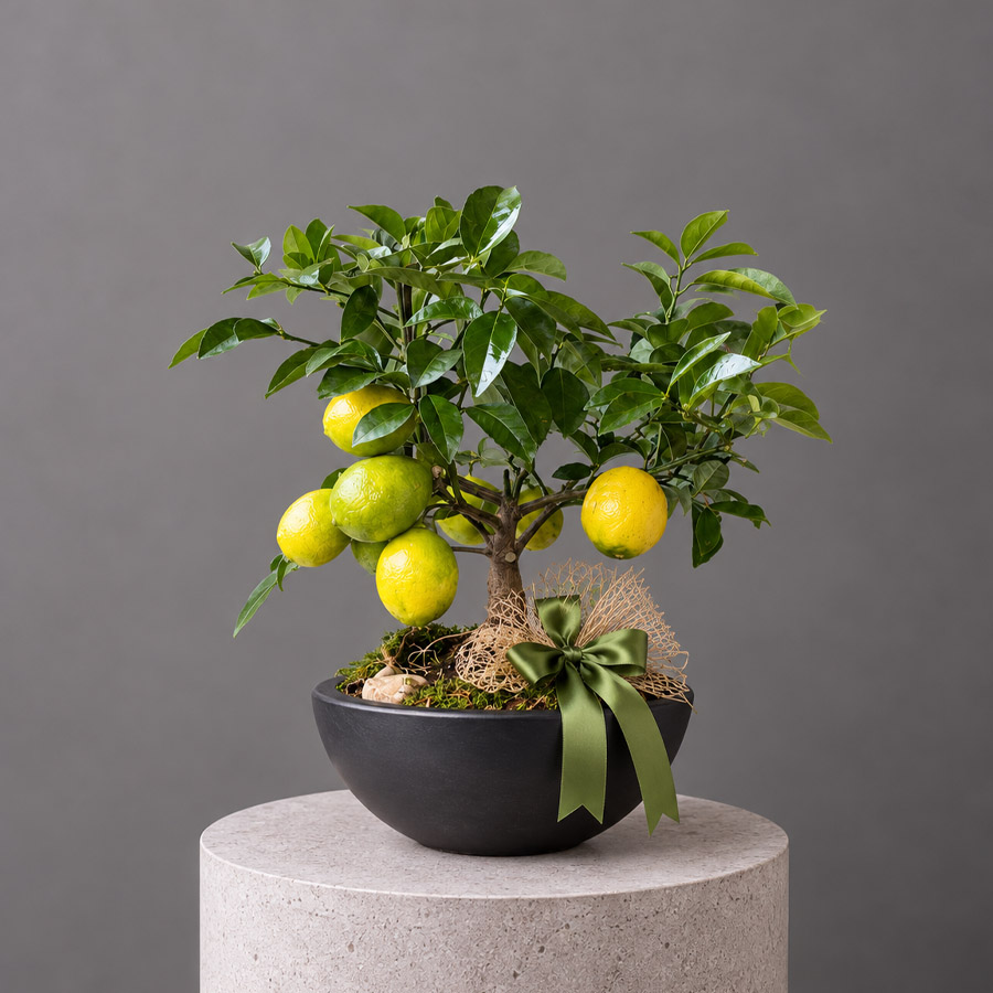 Limon Bonsai