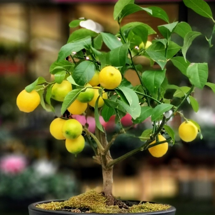 Limon Bonsai