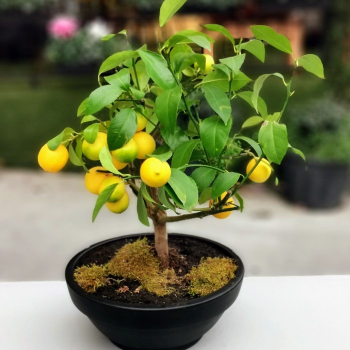 Limon Bonsai