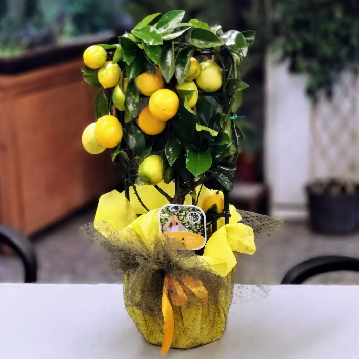 Lisa Meyer Lemon