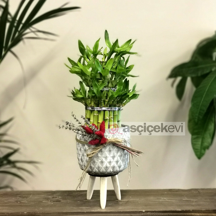 Lucky Bamboo - Şans Çiçeği