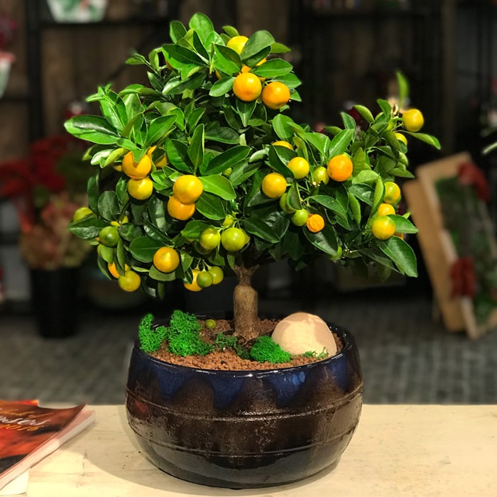 Mandalina Bonsai