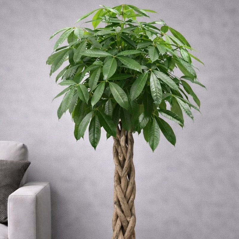 Büyük Pachira Ağacı