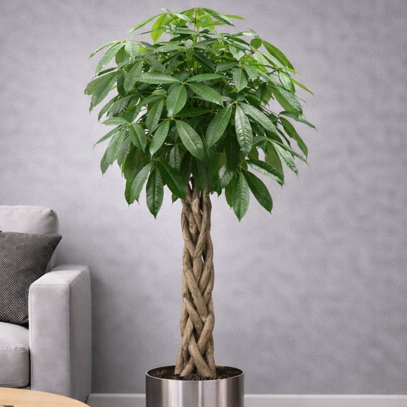 Büyük Pachira Ağacı