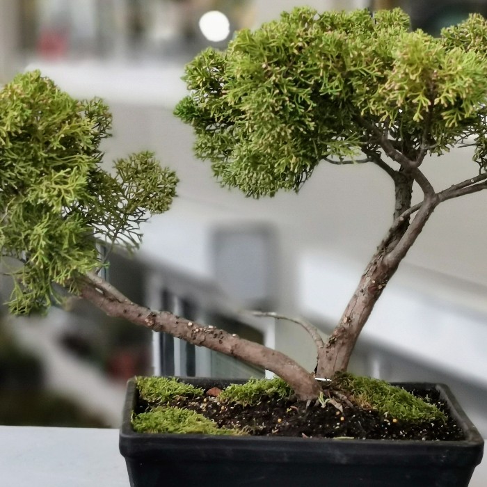 Altın Ardıç - Juniperus Bonsai