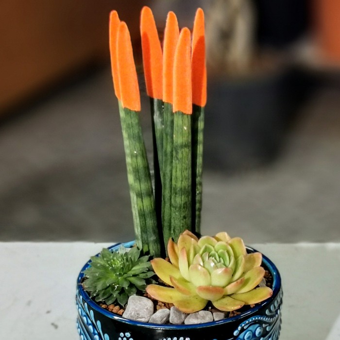 Orange Sansevieria