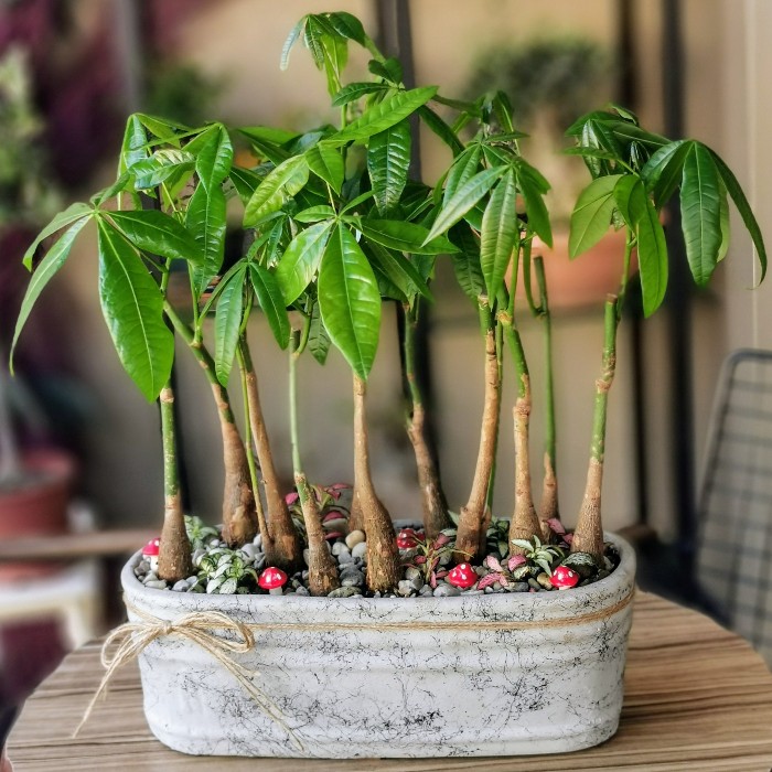 Para Ağacı Orman Bonsai alt