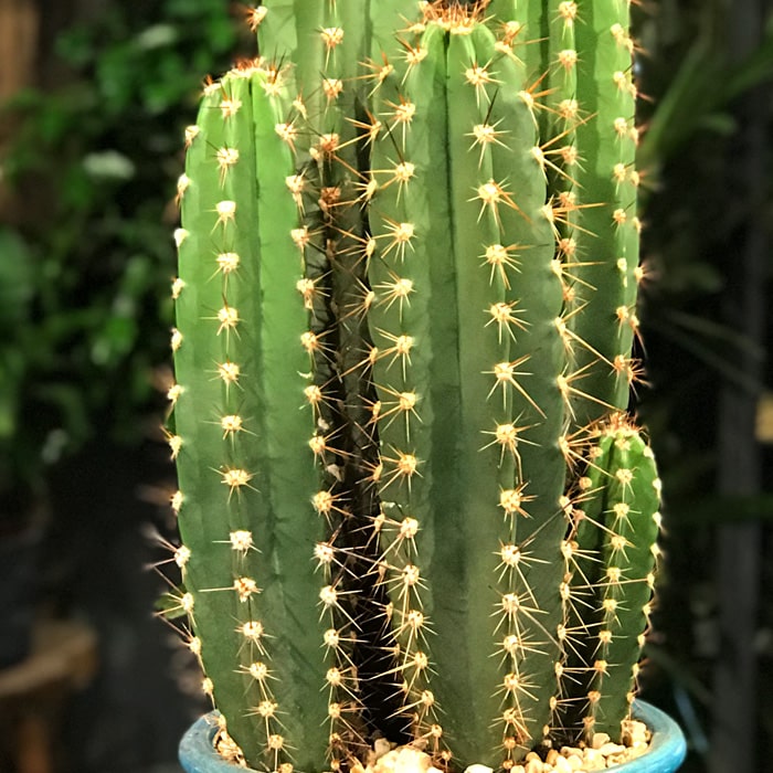 Pectina Beriginium Kaktus
