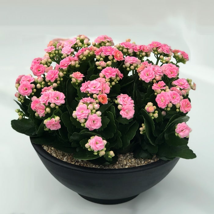 Kalanchoe Bitkisi