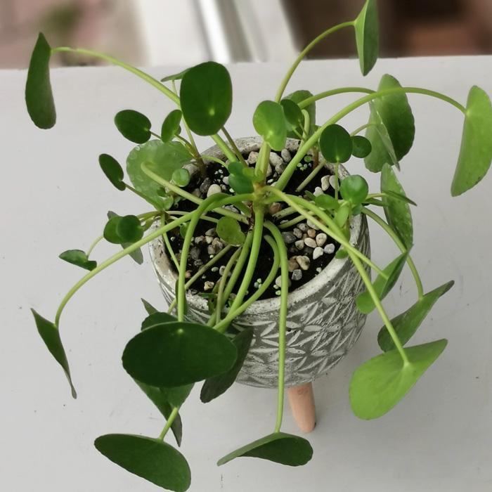 Pilea Peperomioides alt