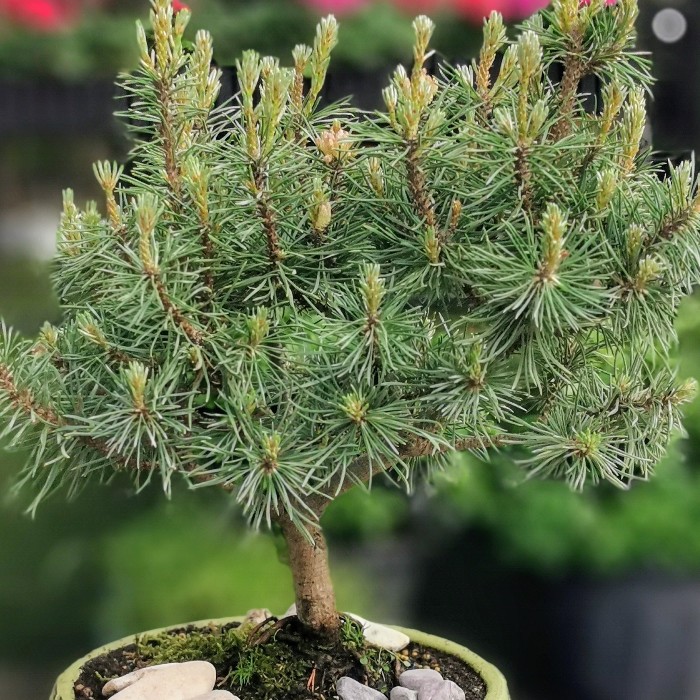 Pinus Bonsai alt