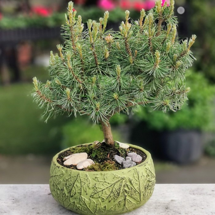 Pinus Bonsai