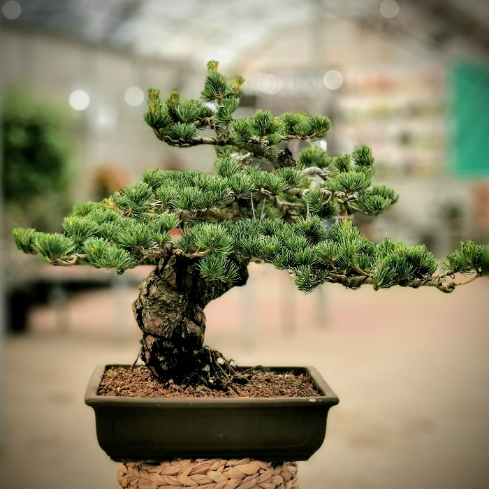 Pinus Parviflora-Çam Bonsai