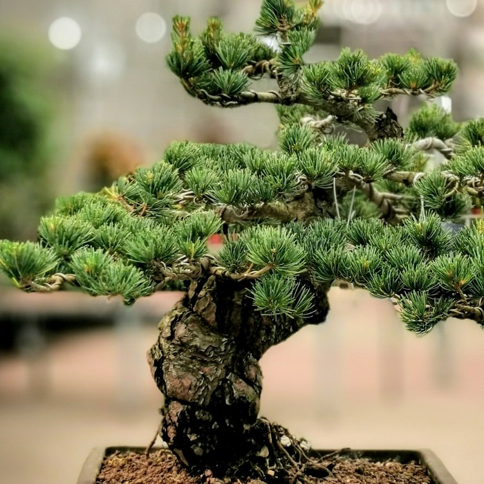 Pinus Parviflora-Çam Bonsai