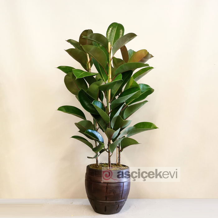 Kauçuk - Ficus Elestica Robusta