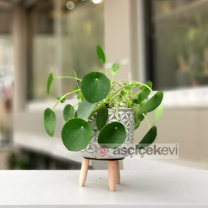 Pilea Peperomioides