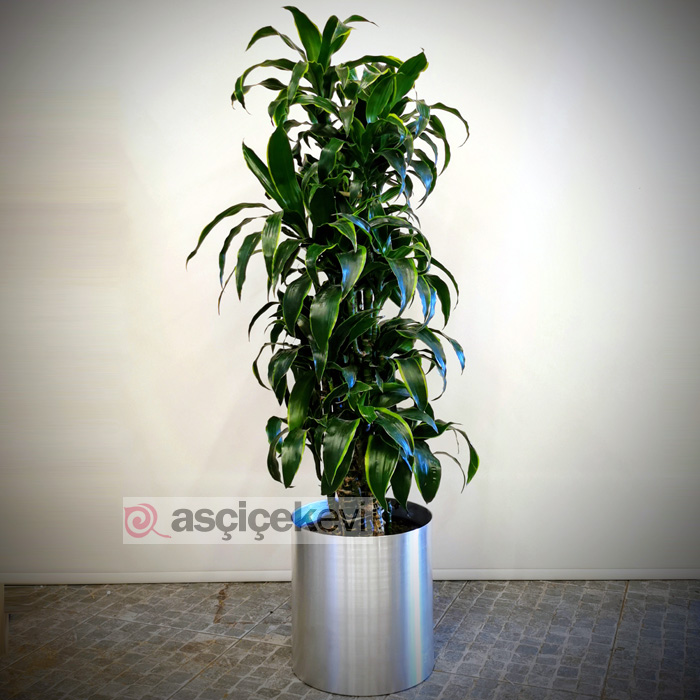 Dracaena Dorado