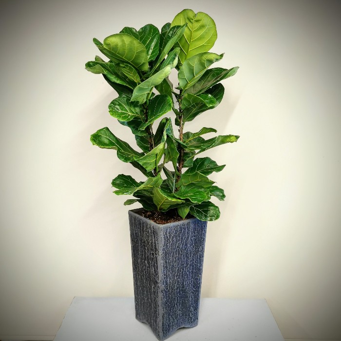 Ficus Lyrata