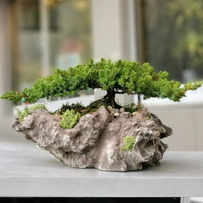 Juniperus Bonsai
