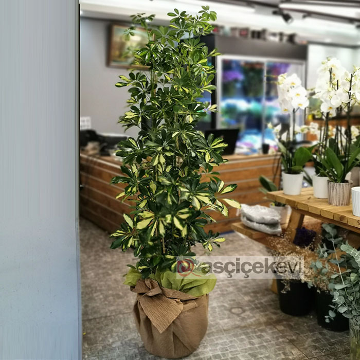 Şeflera Bitkisi