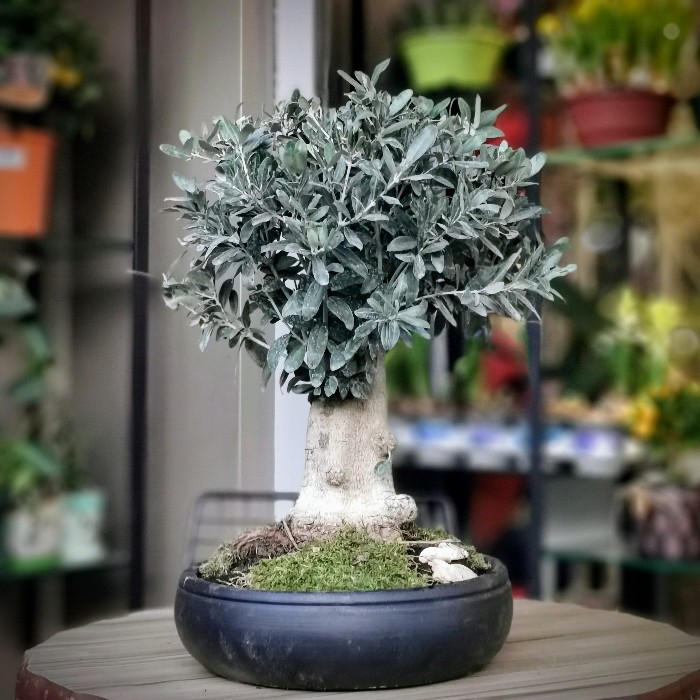 Olive -Zeytin- Bonsai