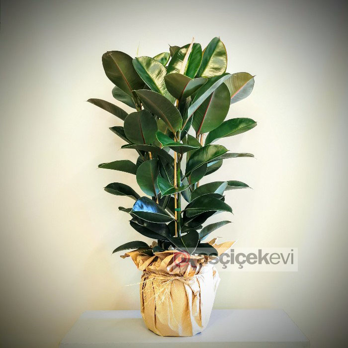 Kauçuk Bitkisi - Ficus Elestica