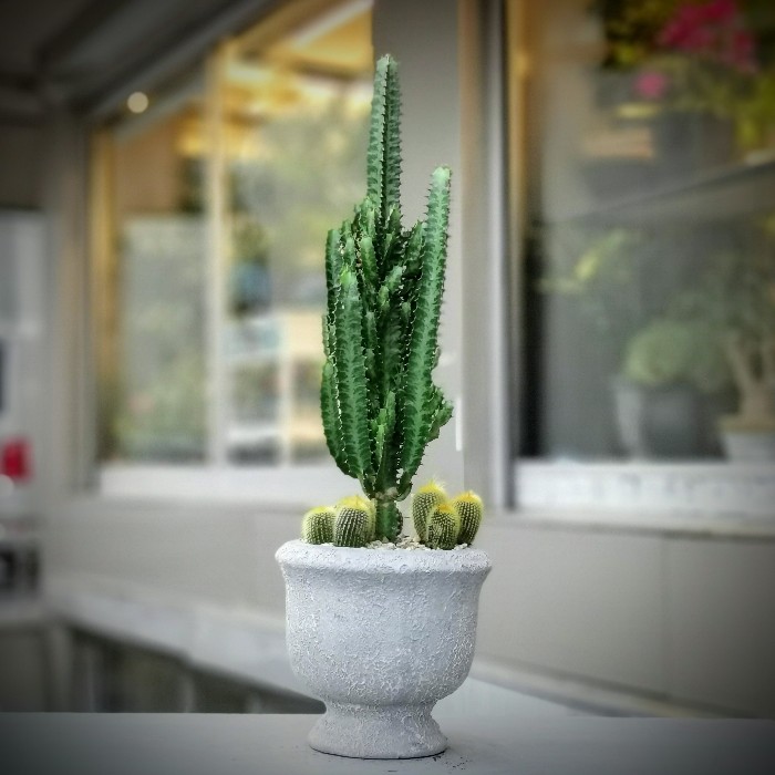 Euphorbia Kaktüs