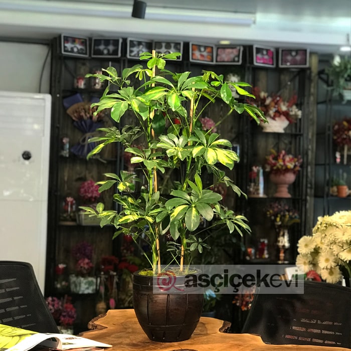 Schefflera Bitkisi