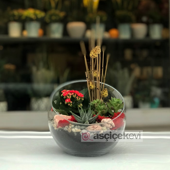 Beşiktaş Terraryum