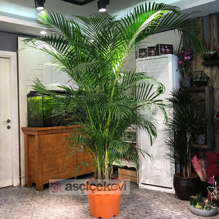 Büyük Areca Bitkisi
