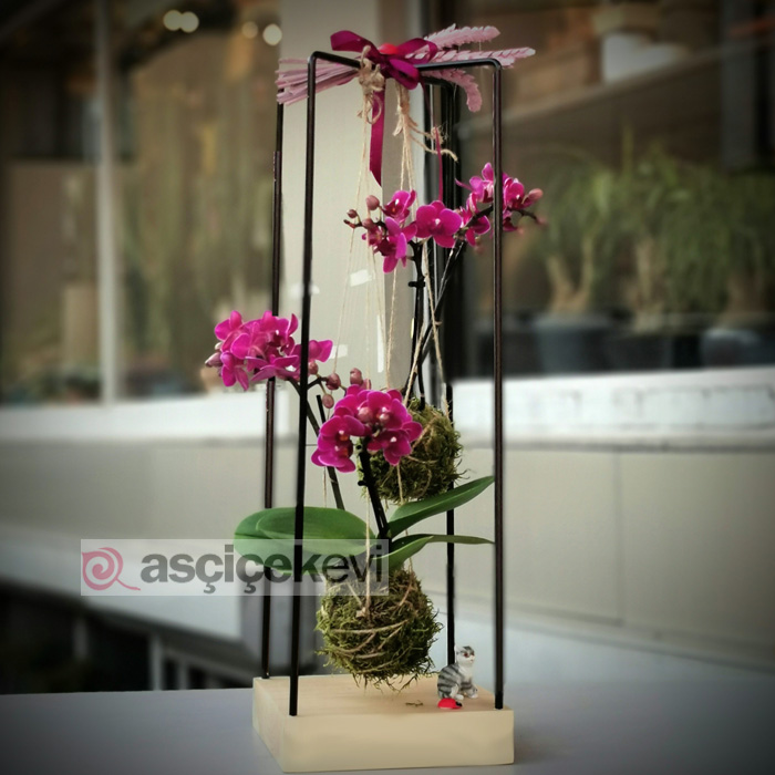 Kokedama Orkide