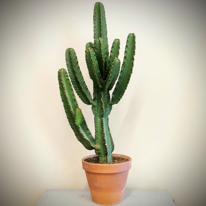 Euphorbia İngens Kaktüs