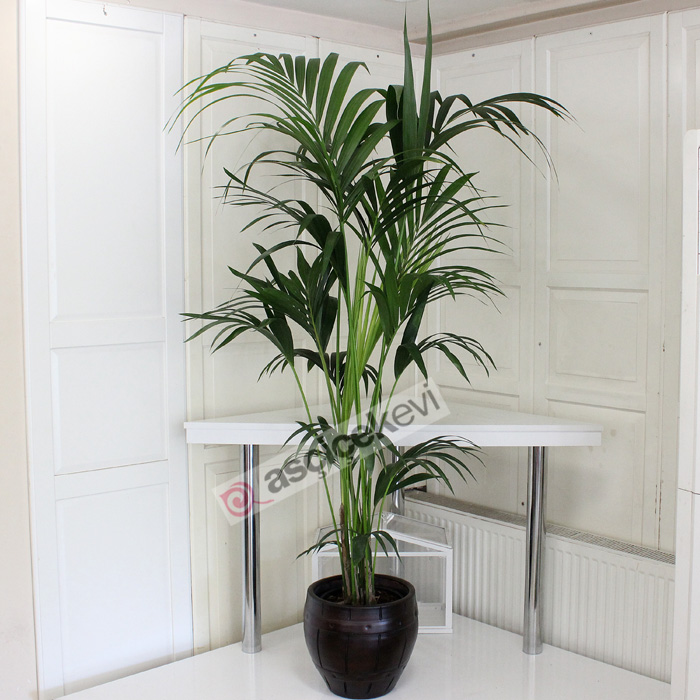 Howea Forsteriana