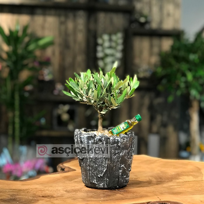 Zeytin Bonsai