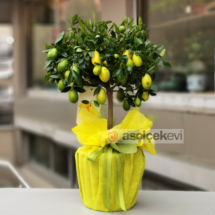 Limekuat Ağacı