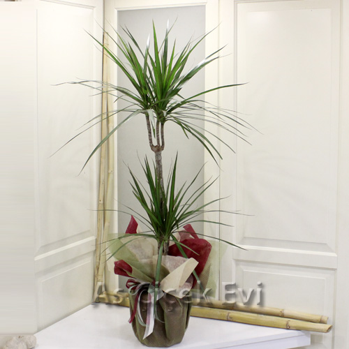 2 Köklü Marginata
