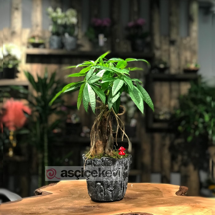 Pachira Bonsai