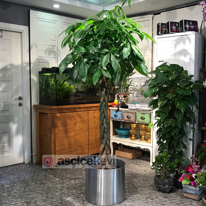 Büyük Pachira Ağacı
