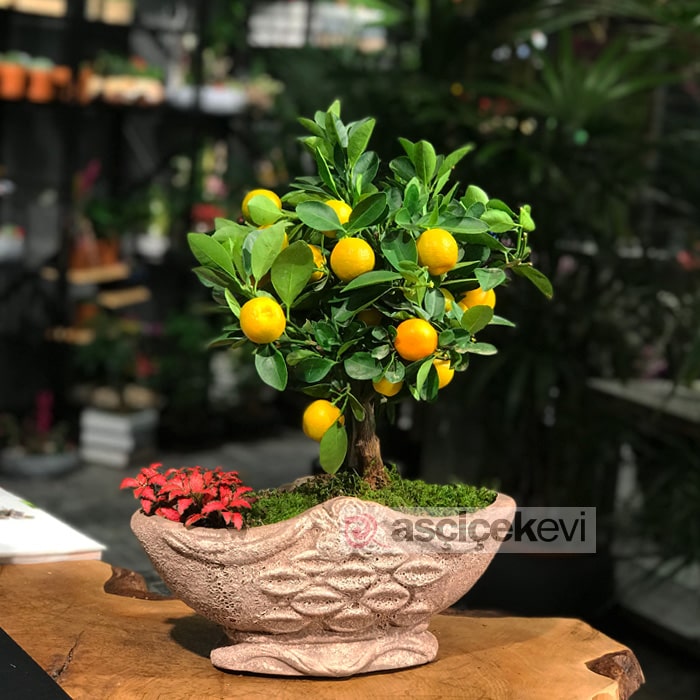 Minyatür Mandalina