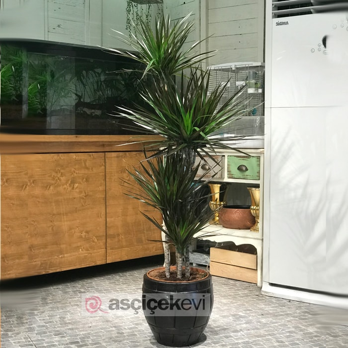Dreceana Marginata 4 Köklü