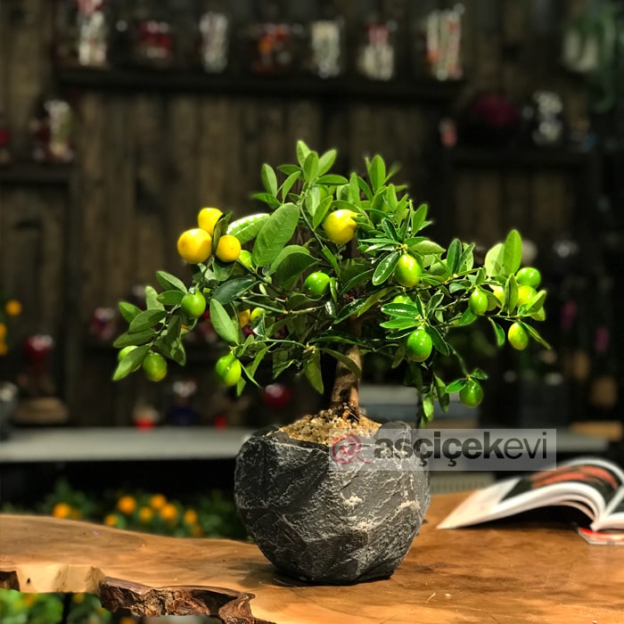 Limequat Bonsai